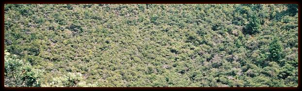 rangitoto8197a