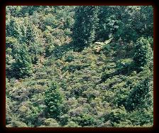 rangitoto8197a1